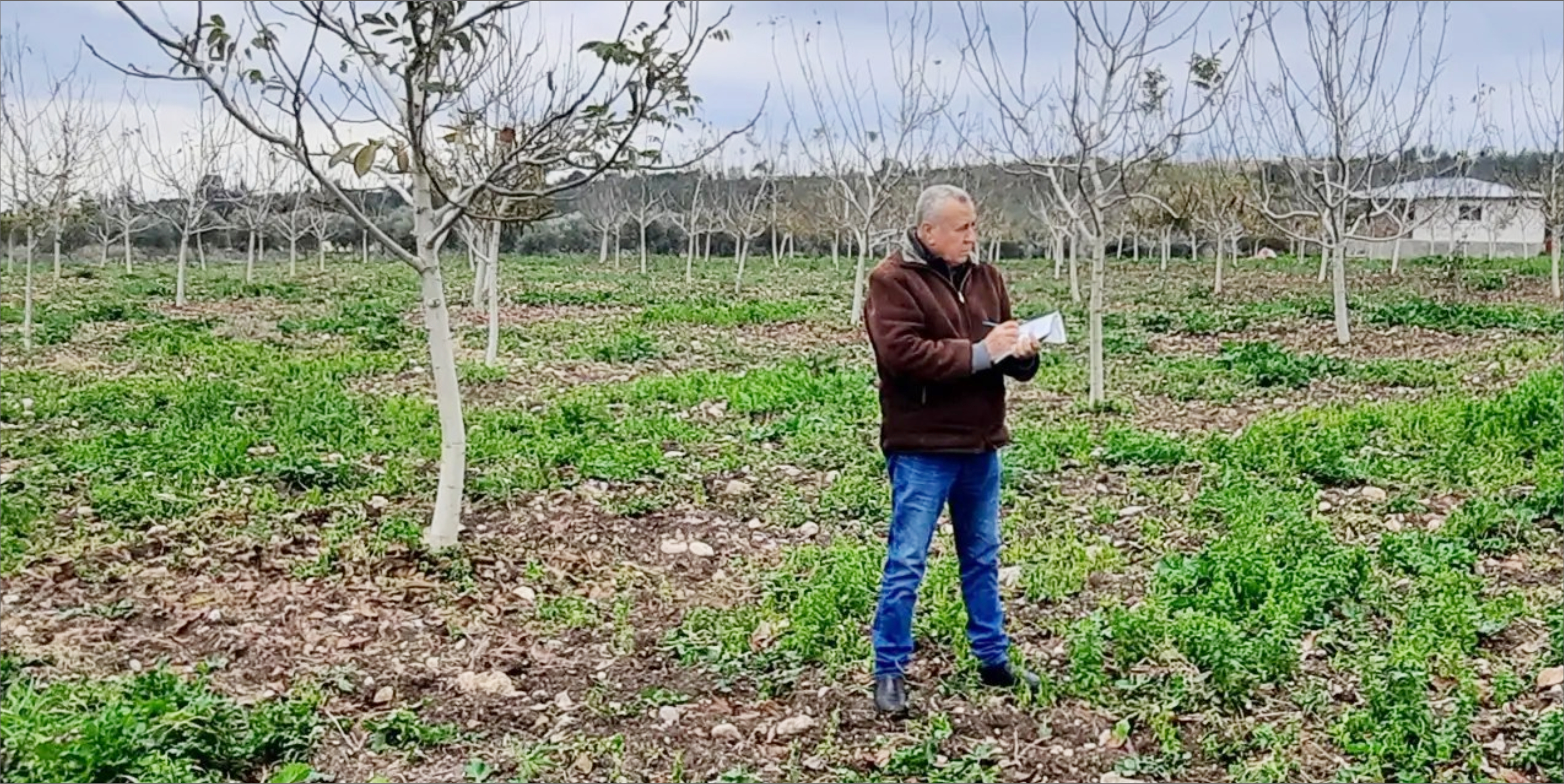 KADİRLİ’DE SERTİFİKALI FİDAN KULLANIM DESTEĞİ